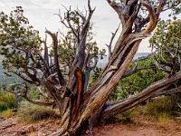 0008 An ancient shagbark juniper